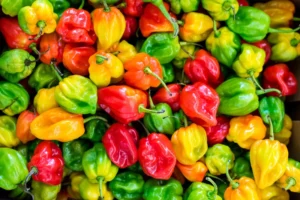 Assorted colorful hot chilies