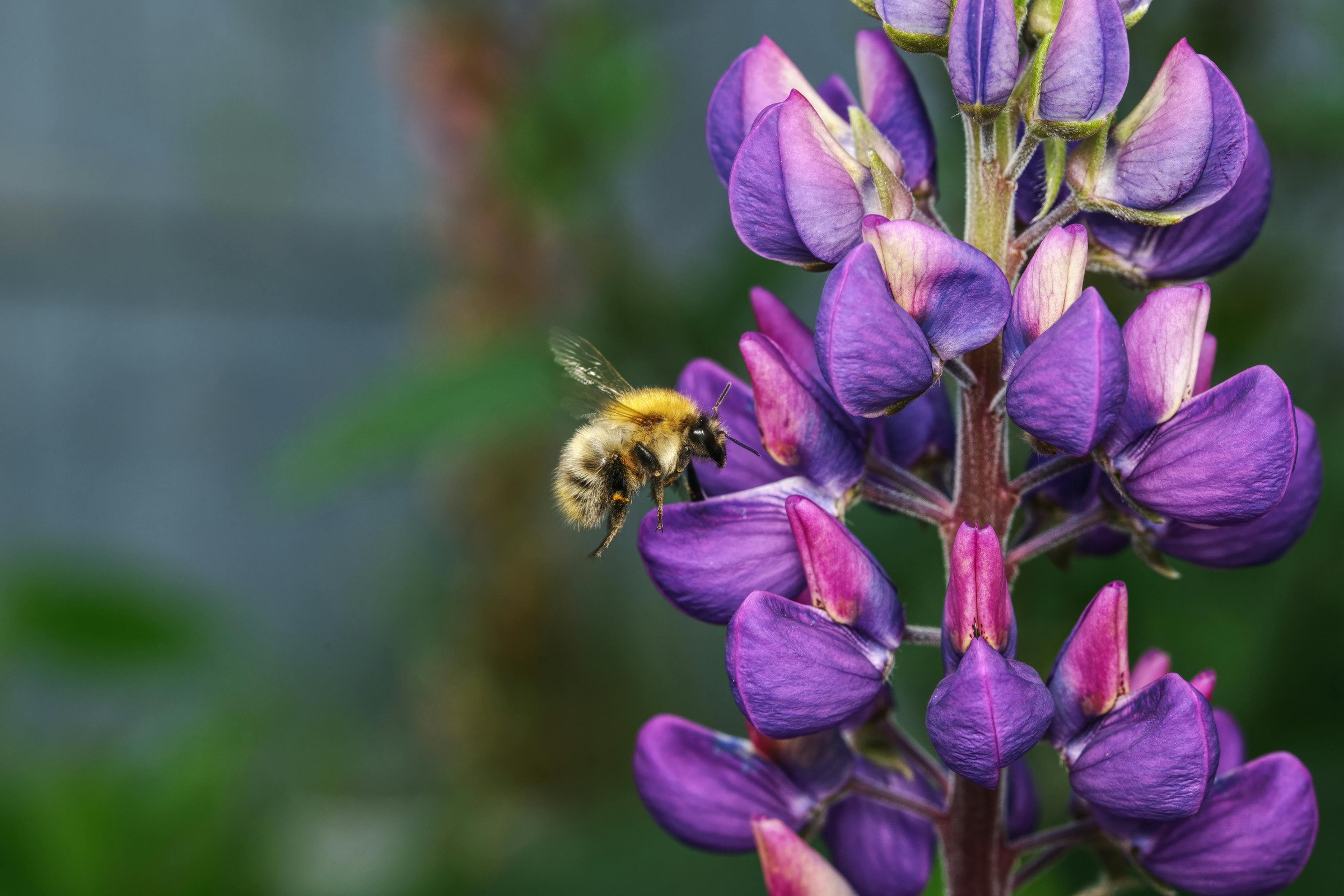 Natural Remedies for Managing Seasonal Allergies