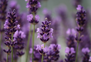 wild lavender grows in field