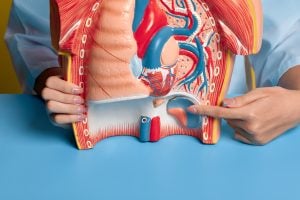 medical practitioner points to kidney on anatomical model