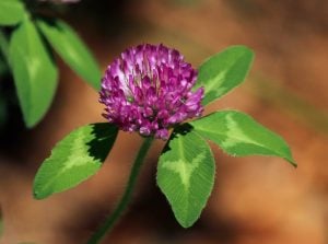 close-up photo of red clover flower