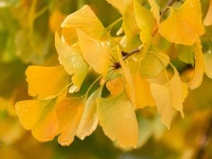 ginkgo biloba leaves on tree