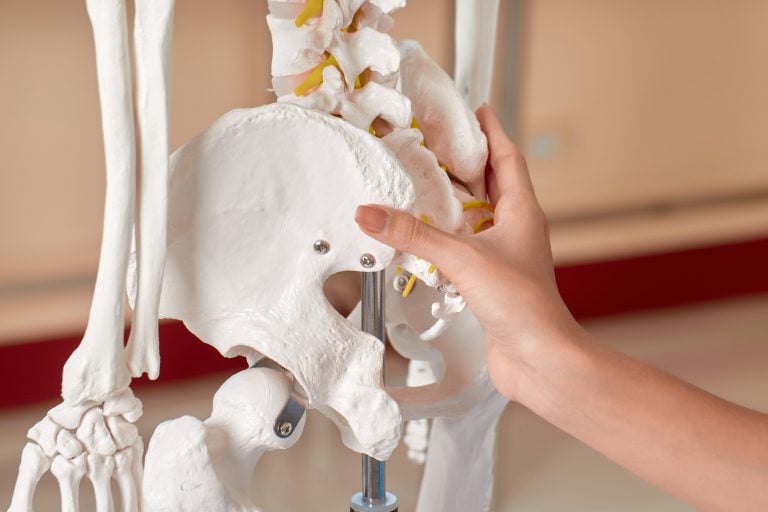 medical practitioner holds model of skeleton