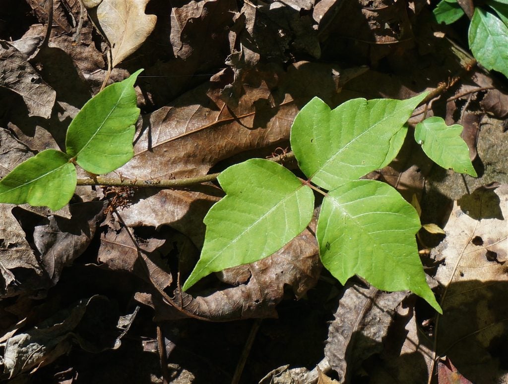 close-up photo of poison ivy plant
