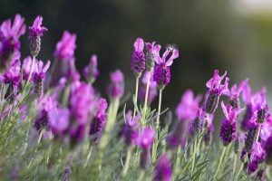 wild lavender flowers in field