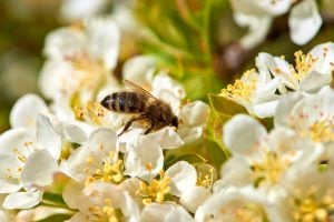 bee pollinates white flowers