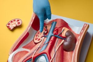 medical practitioner points to model of kidney