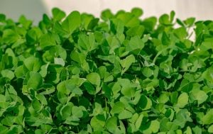 fenugreek leaves