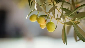 green olives hang from tree