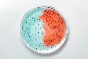 red and blue liquid on petri dish