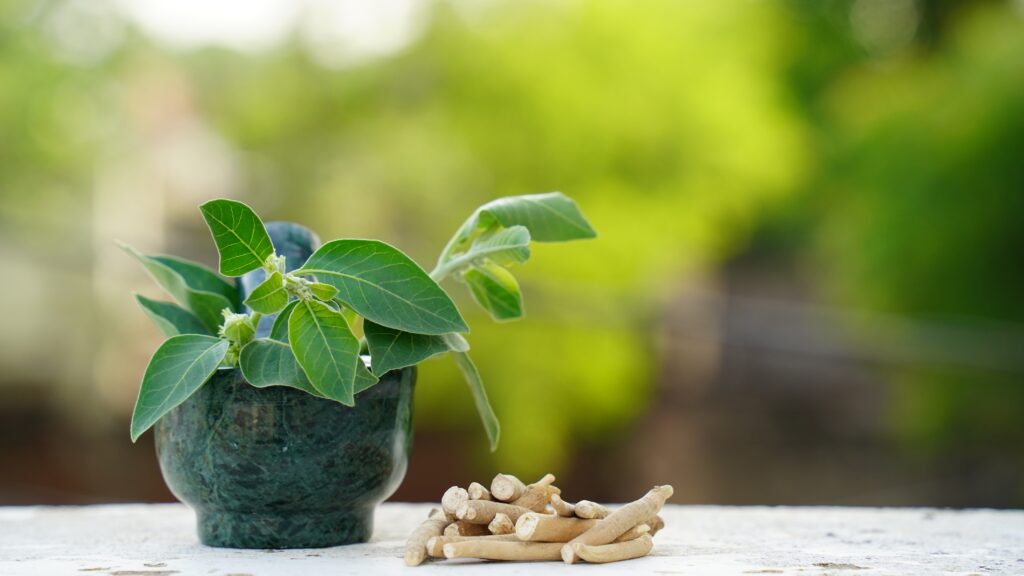 Ashwagandha plant, root, and poultice