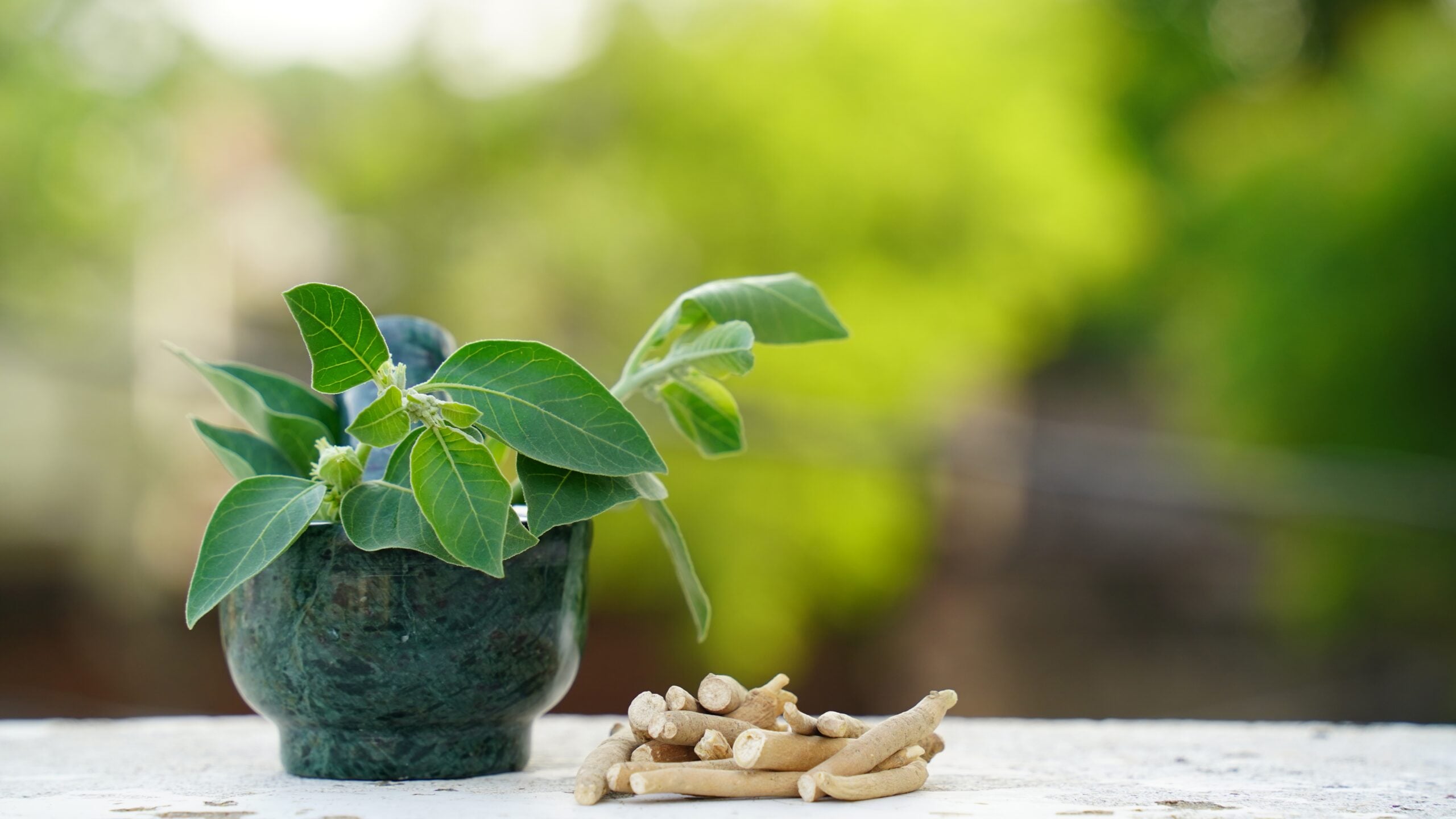 Ashwagandha plant, root, and poultice